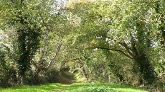 Chemin creux