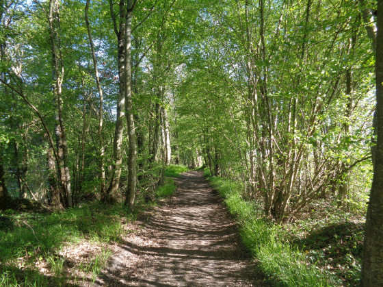 Chemin creux