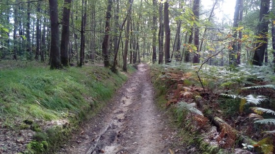 Chemin creux