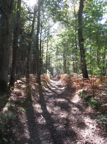 Chemin creux !
