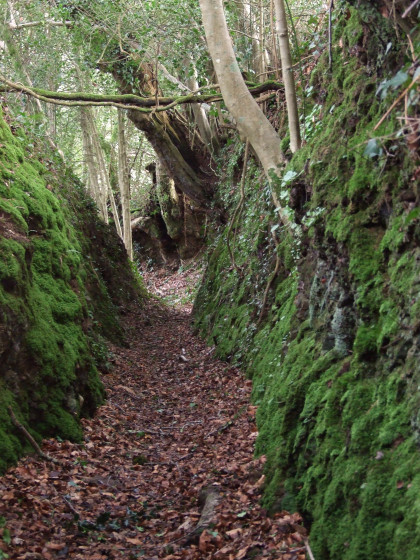 Chemin creux