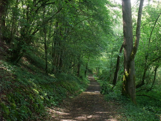 Chemin creux