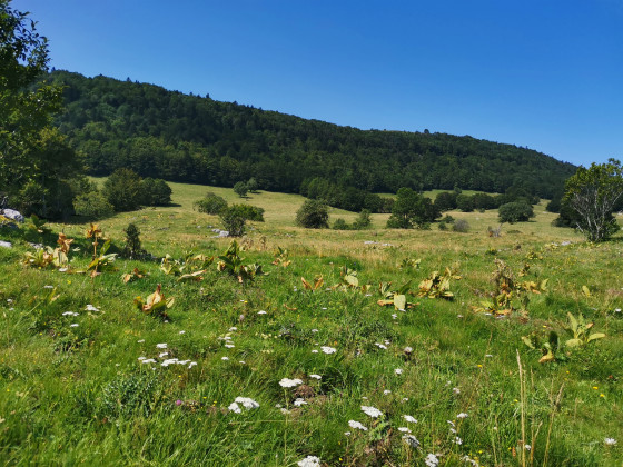 Chemin d'alpage