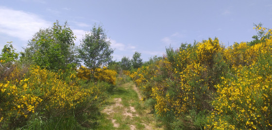 Chemin d'ambiance