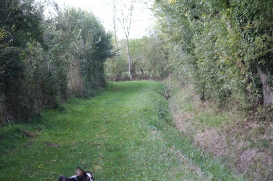 Chemin d'exploitation à l'approche de Brioux sur Boutonne
