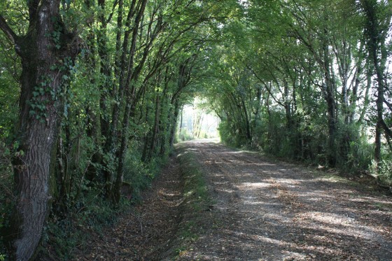 Chemin d\'exploitation bien ombragé