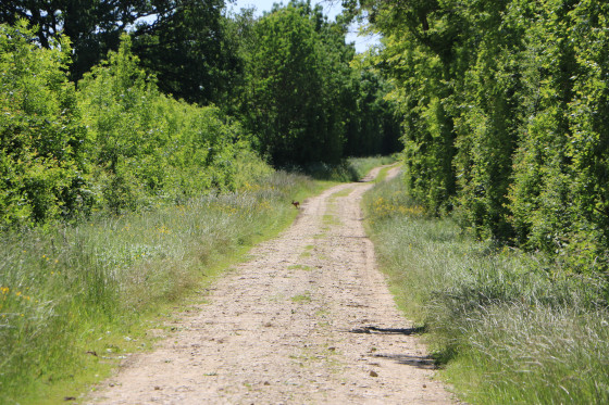 Chemin d\'exploitation dans la plaine