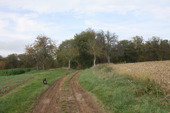 Chemin d\'exploitation