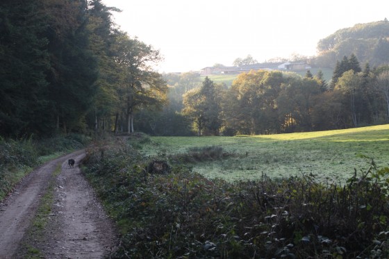 Chemin d\'exploitation en lisière de bois
