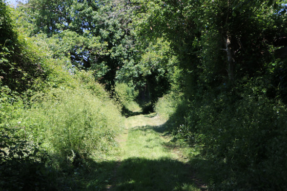 Chemin enherbé