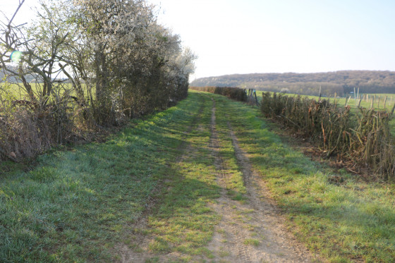 Chemin enherbé