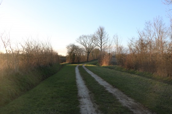 Chemin enherbé