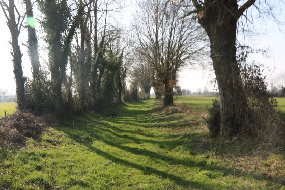 Chemin enherbé