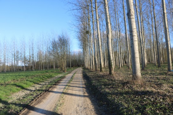 Chemin entre pâture et peupleraie