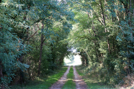 Chemin d'exploitation entre Sainte-Cécile et Montry
