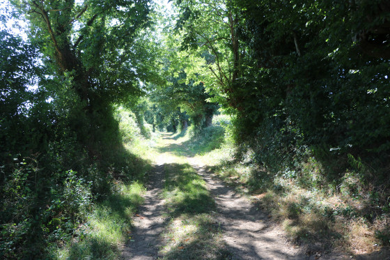 Chemin ombragé