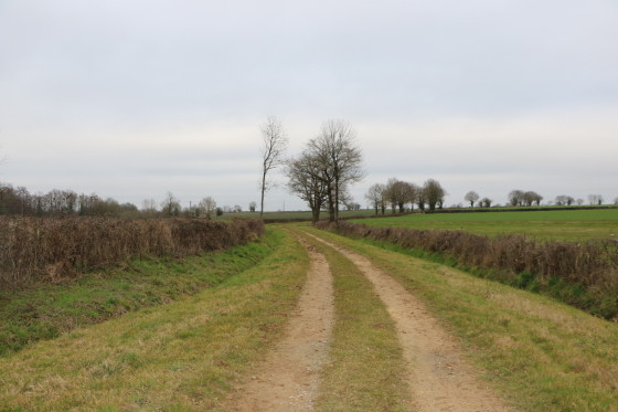 Chemin partiellement enherbé