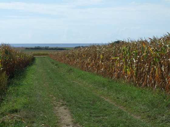 Chemin d'exploitation
