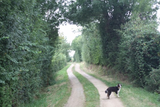Chemin d'exploitation