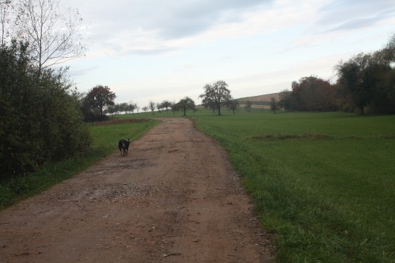 Chemin d'exploitation