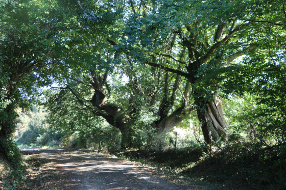 Chemin d'exploitation