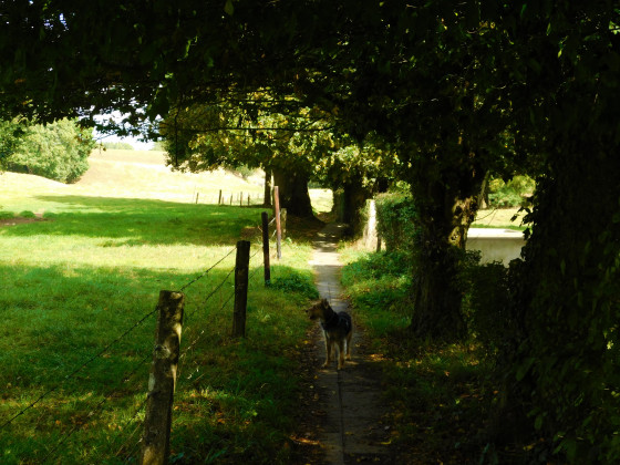 Chemin dallé