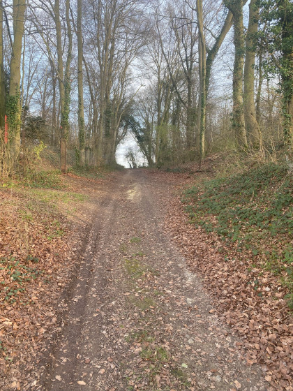 chemin dans le bois