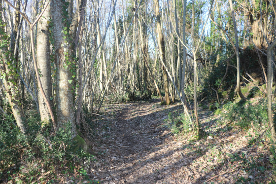 Chemin dans le Bois de Celles
