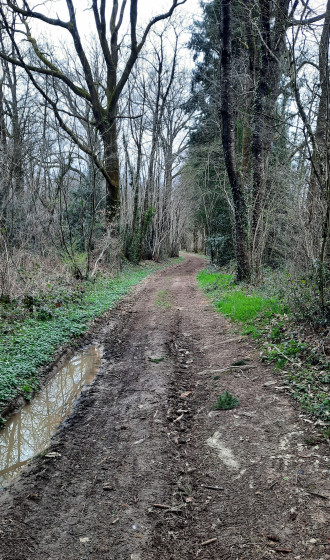 Chemin dans le Bois de l'Erable