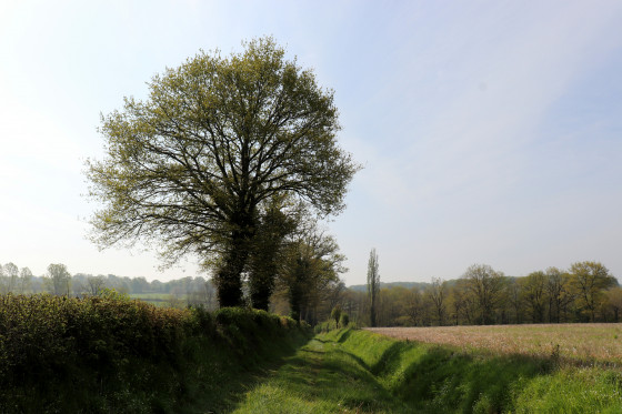 Chemin dans les bocages de Fougerolles