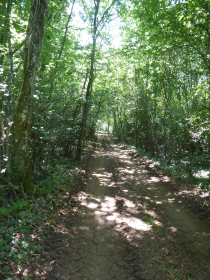 Chemin dans les bois