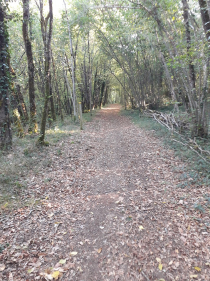 Chemin dans les bois