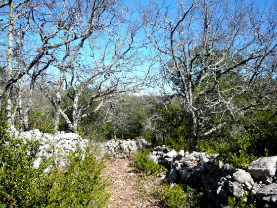 Chemin dans les ch&ecirc;nes