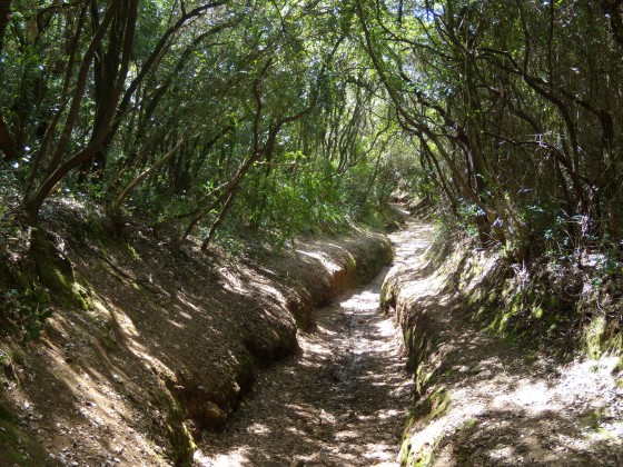 Chemin dans les sous bois