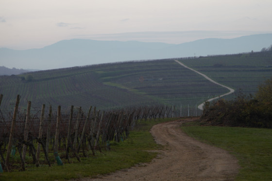 Chemin dans les vignes