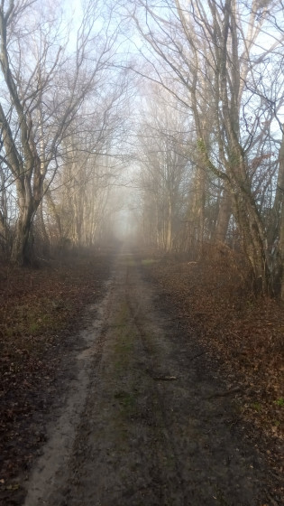 Chemin dans un bois