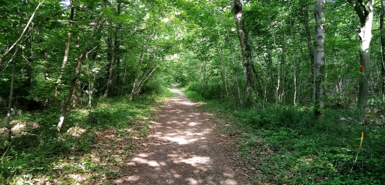 Chemin dans un sous-bois dense