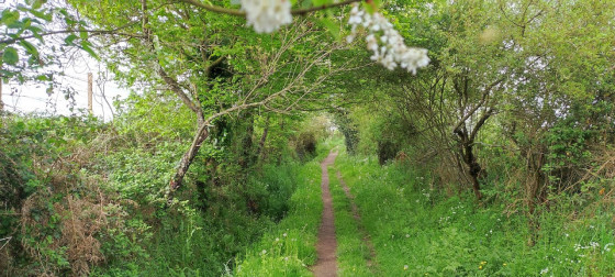 Chemin de campagne