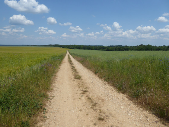 chemin de champ