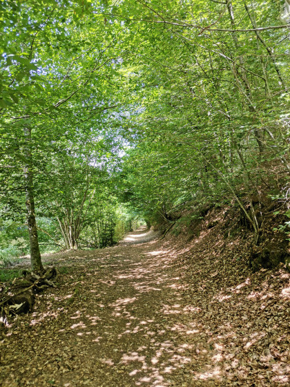 Chemin de forêt