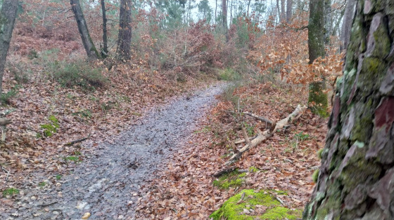 Chemin de l\'orée de la forêt