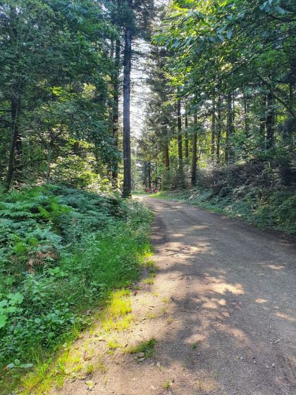 Chemin de la Boriette