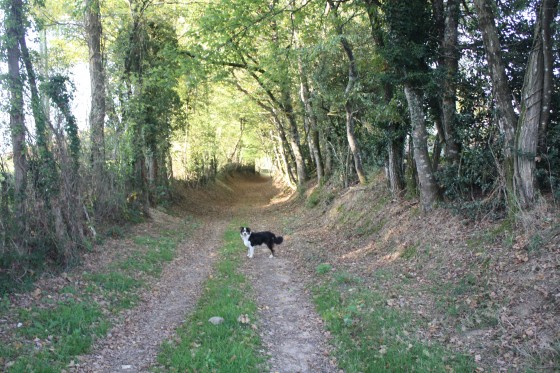 Chemin de \