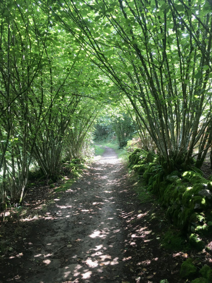 Chemin de la hazelle