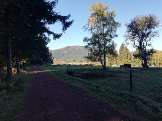 Chemin de Lisière de Forêt