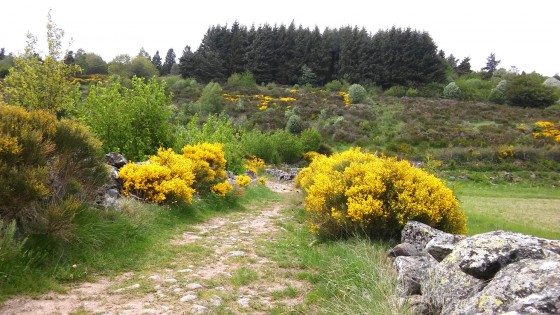 Chemin de montée à St Sabin