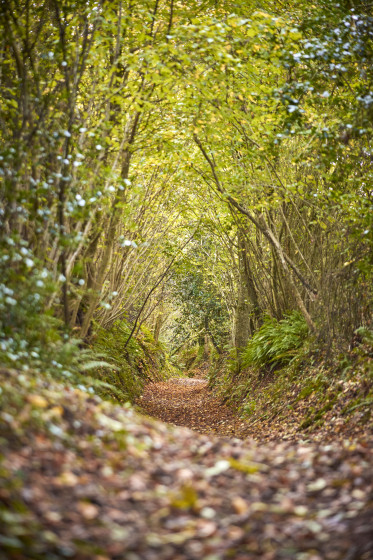Chemin de randonnée