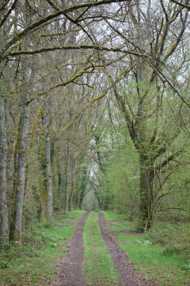 Chemin de Sologne