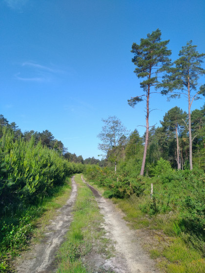 Chemin de Sologne