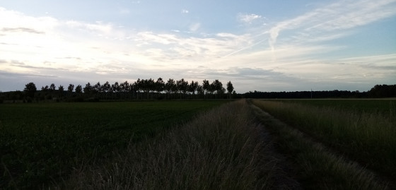Chemin des champs